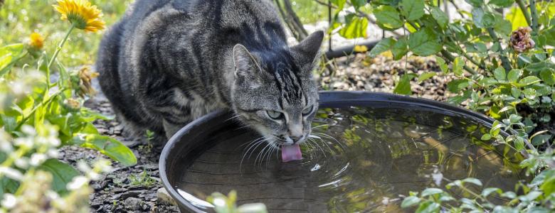 Почему кошки боятся воды?