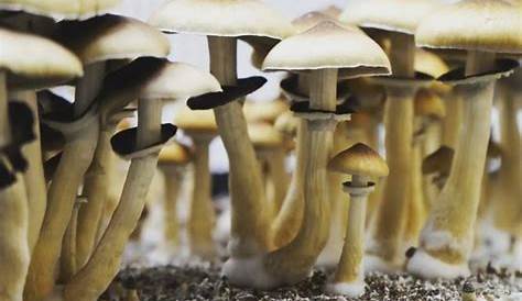 Волшебные грибы в Айоватимерлине: пошаговое руководство по выращиванию грибов Apotheca