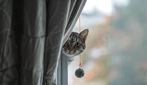 Создатель за занавесом