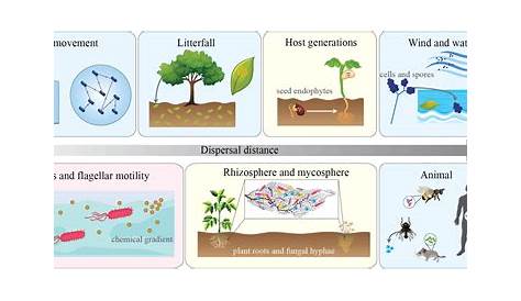 Какой из следующих примеров является примером микробиологических изменений границ эволюционирующих последствий D