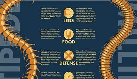 Centipede Vs Millipede Natures, интригующая артроподов, раскрыла разницу между S?